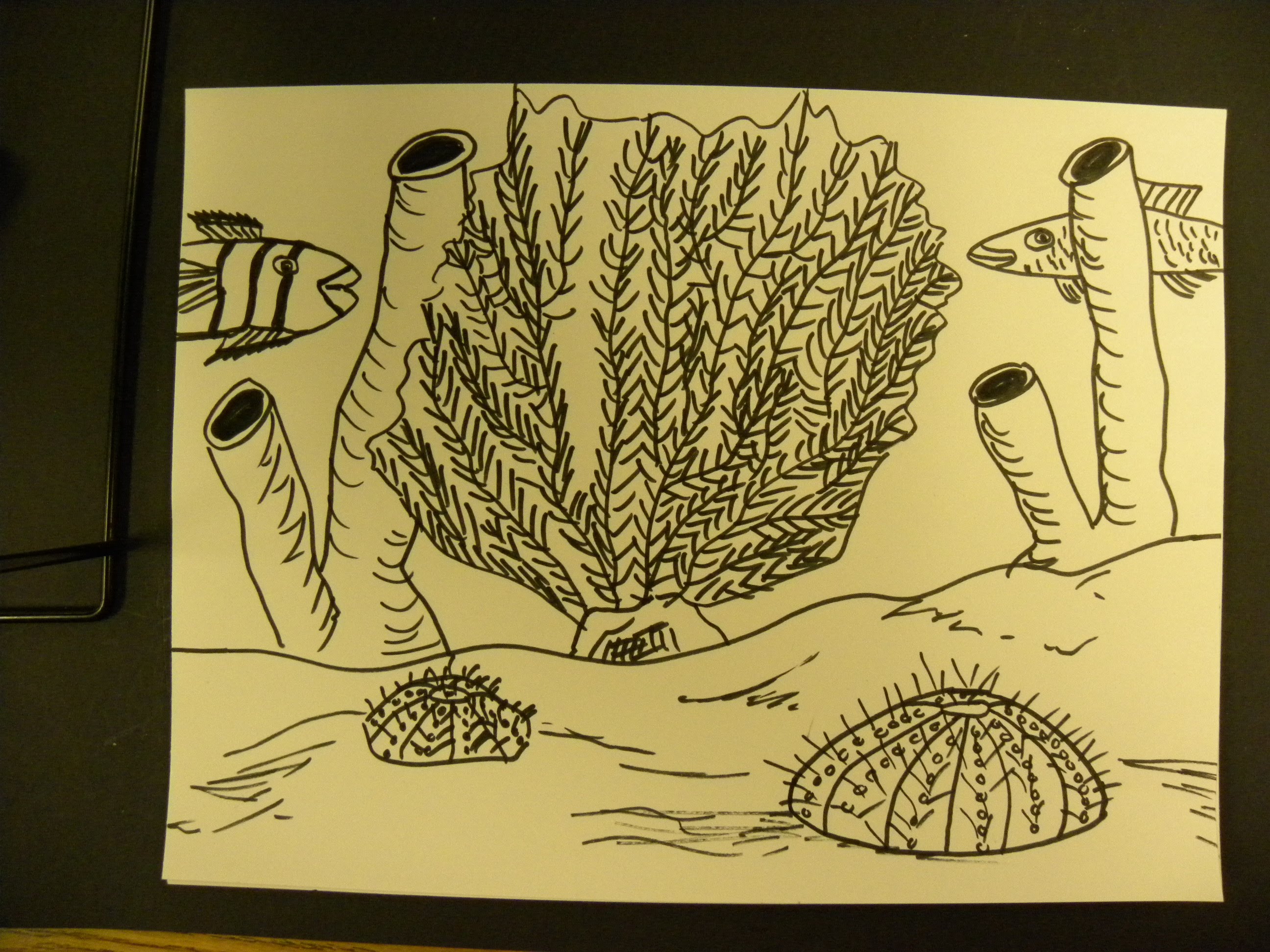 2592x1944 Kids Can Draw Sea Urchin, Sea Sponge, And Fan Coral - Sea Urchin Sketch