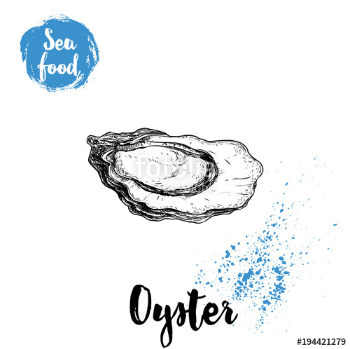 500x498 Hand Drawn Opened Oyster. Seafood Sketch Style Illustration. Fresh - Seafood Sketch