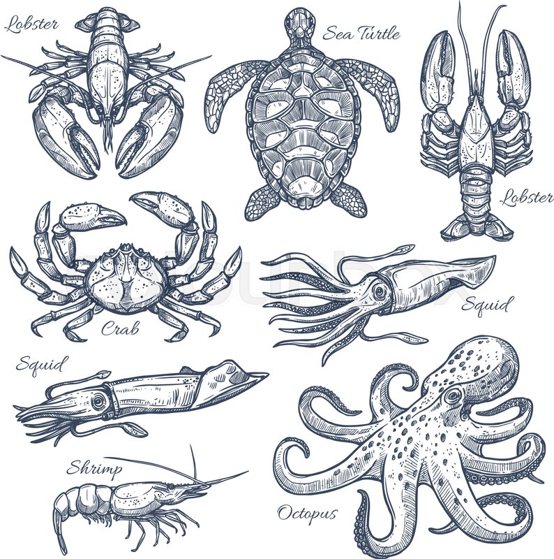 794x800 Sea Animals And Seafood Sketch Set. Ocean Crab, Octopus, Lobster - Seafood Sketch