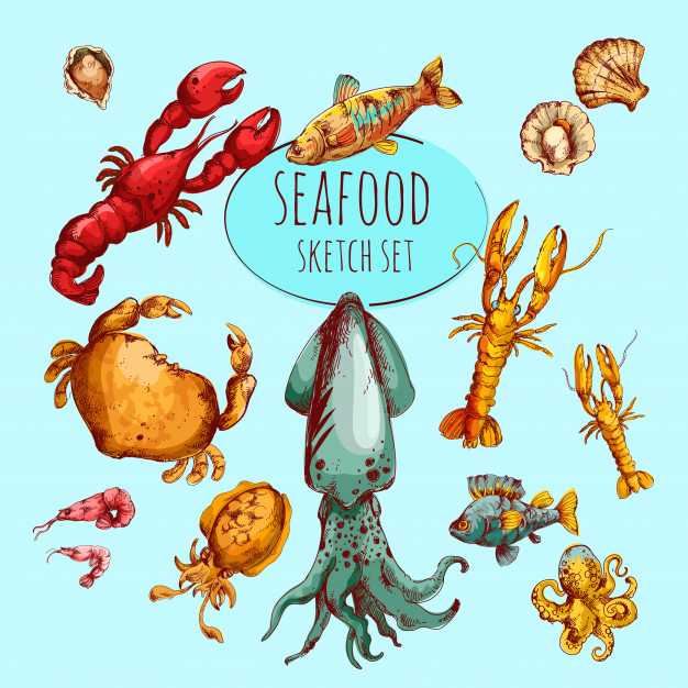626x626 Seafood Sketch Colored Vector Free Download - Seafood Sketch