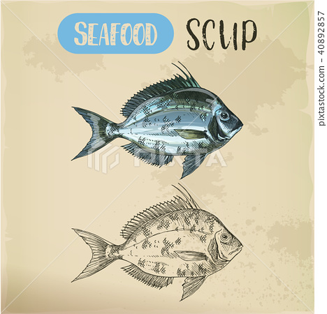 468x450 Side View On Scup Or Porgy Fish. Seafood Sketch - Seafood Sketch