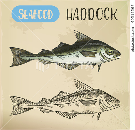 468x450 Sketch Of Haddock Fish. Underwater Wildlife Or Seafood - Seafood Sketch