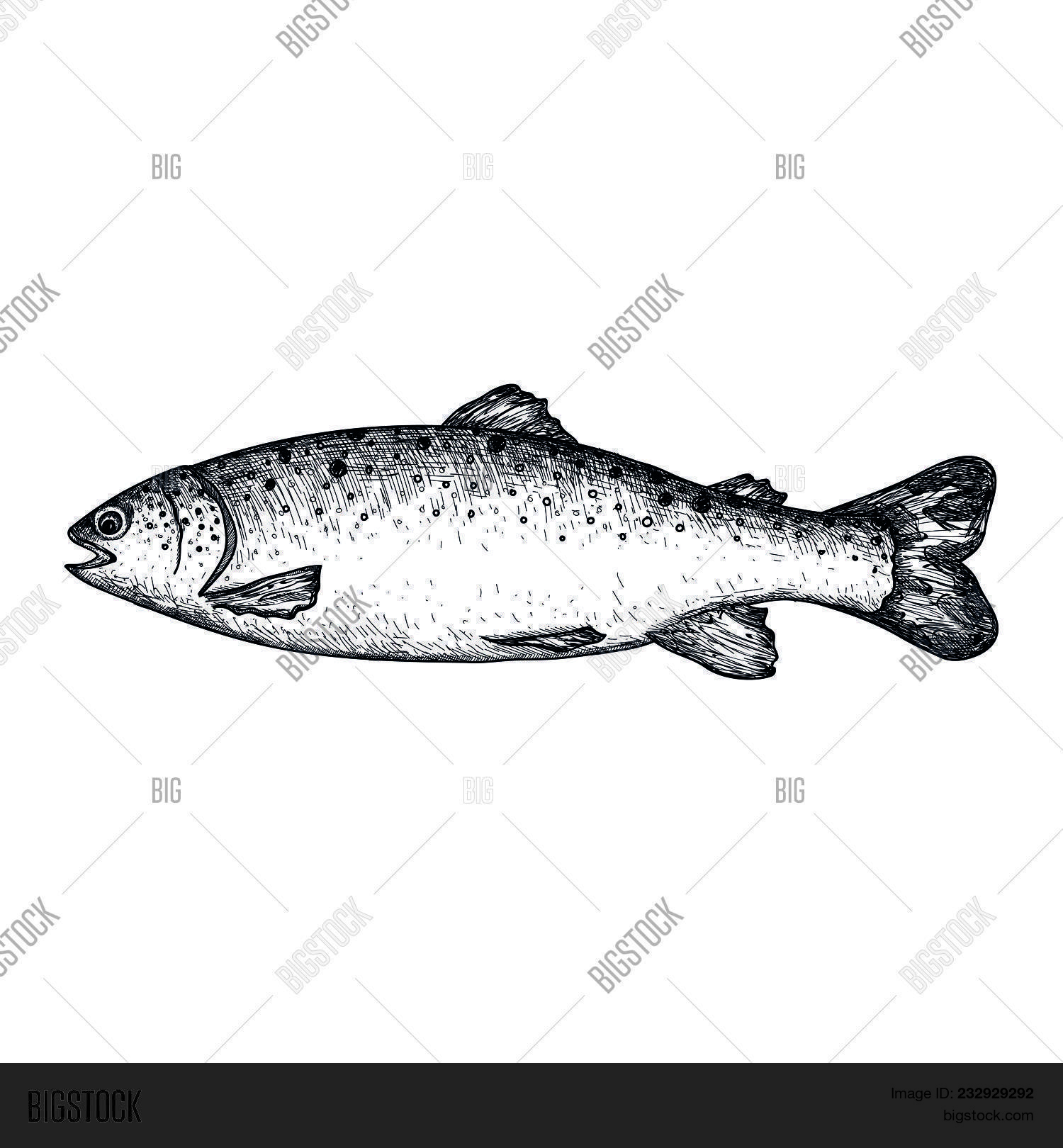 1500x1620 Trout Fish Hand Drawn Icon Natural Fresh Seafood Sketch Image - Seafood Sketch