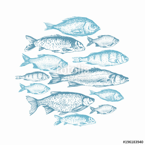 500x500 Vector Illustration With Sketches Of Fish. Round Composition. Hand - Seafood Sketch