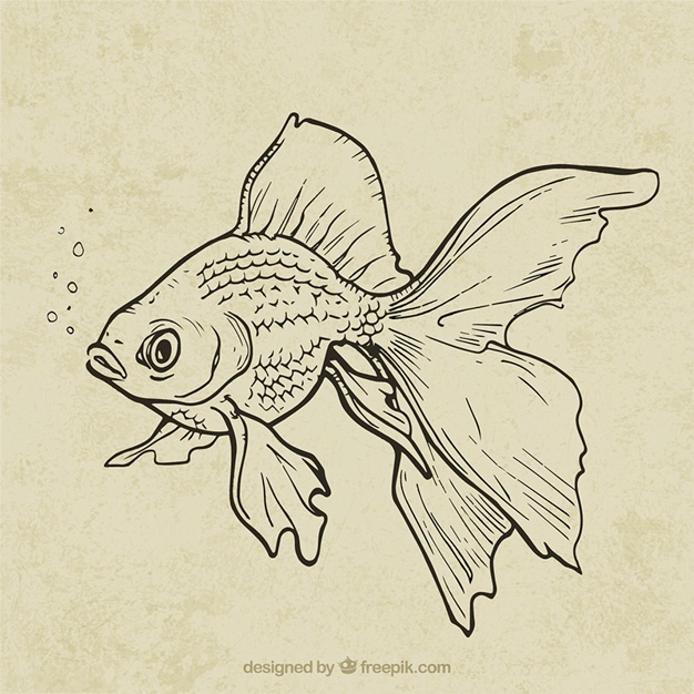 626x626 Fish Sketch Vectors, Photos And Psd Files Free Download - Seafood Sketch