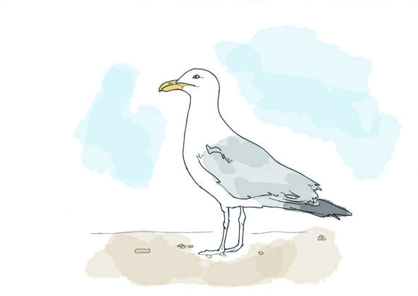 591x418 Hand Drawn Seagull Sketch Seagulls Drawings - Seagull Sketch