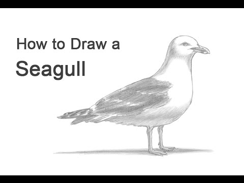 480x360 How To Draw A Seagull - Seagull Sketch