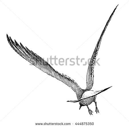 450x443 Image Result For Seagull Sketch Tattoo Tattoo - Seagull Sketch