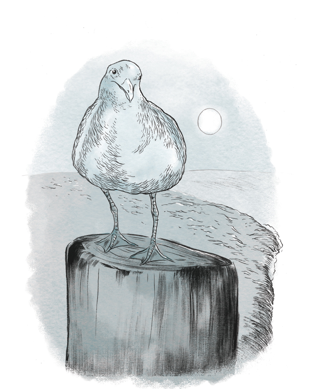 655x800 Jed Alexander Seagull Drawing - Seagull Sketch