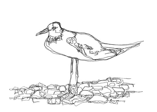 550x393 A Seagull... One Line Drawing By Dmg - Seagull Sketch