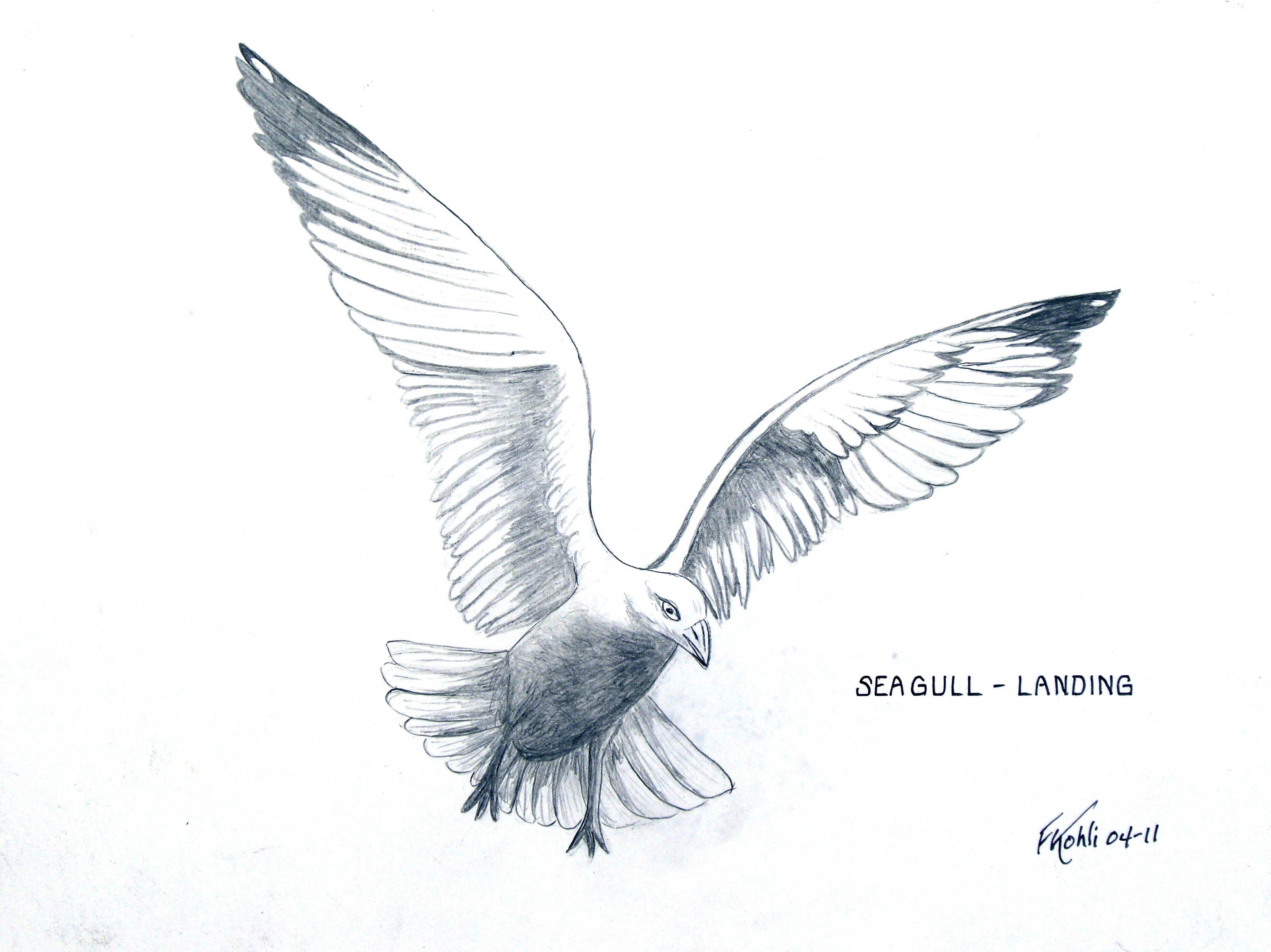 3300x2472 Pin By Frederic Kohli On Birds And Animals - Seagull Sketch