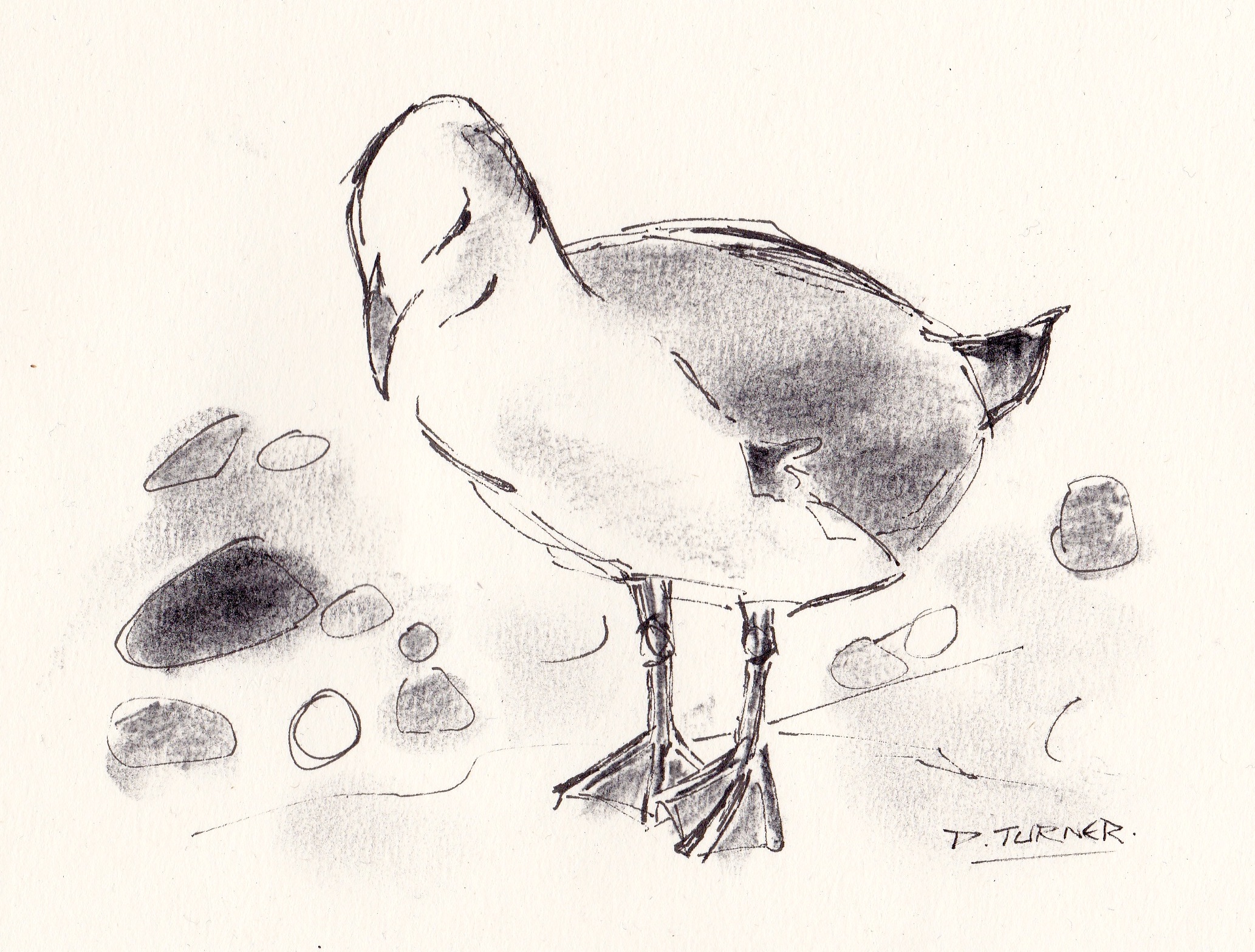 2066x1567 Scarborough Seagull Turnerbythetees - Seagull Sketch