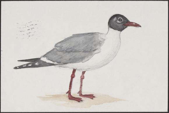 580x390 Sketch Of Seagull - Seagull Sketch