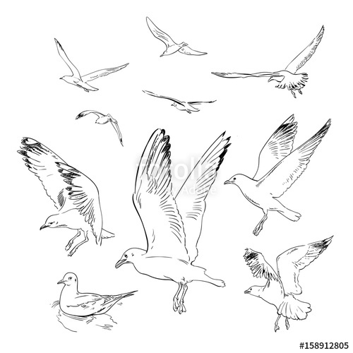 500x500 Sketch Of Flying Seagulls. Stock Image And Royalty Free Vector - Seagull Sketch