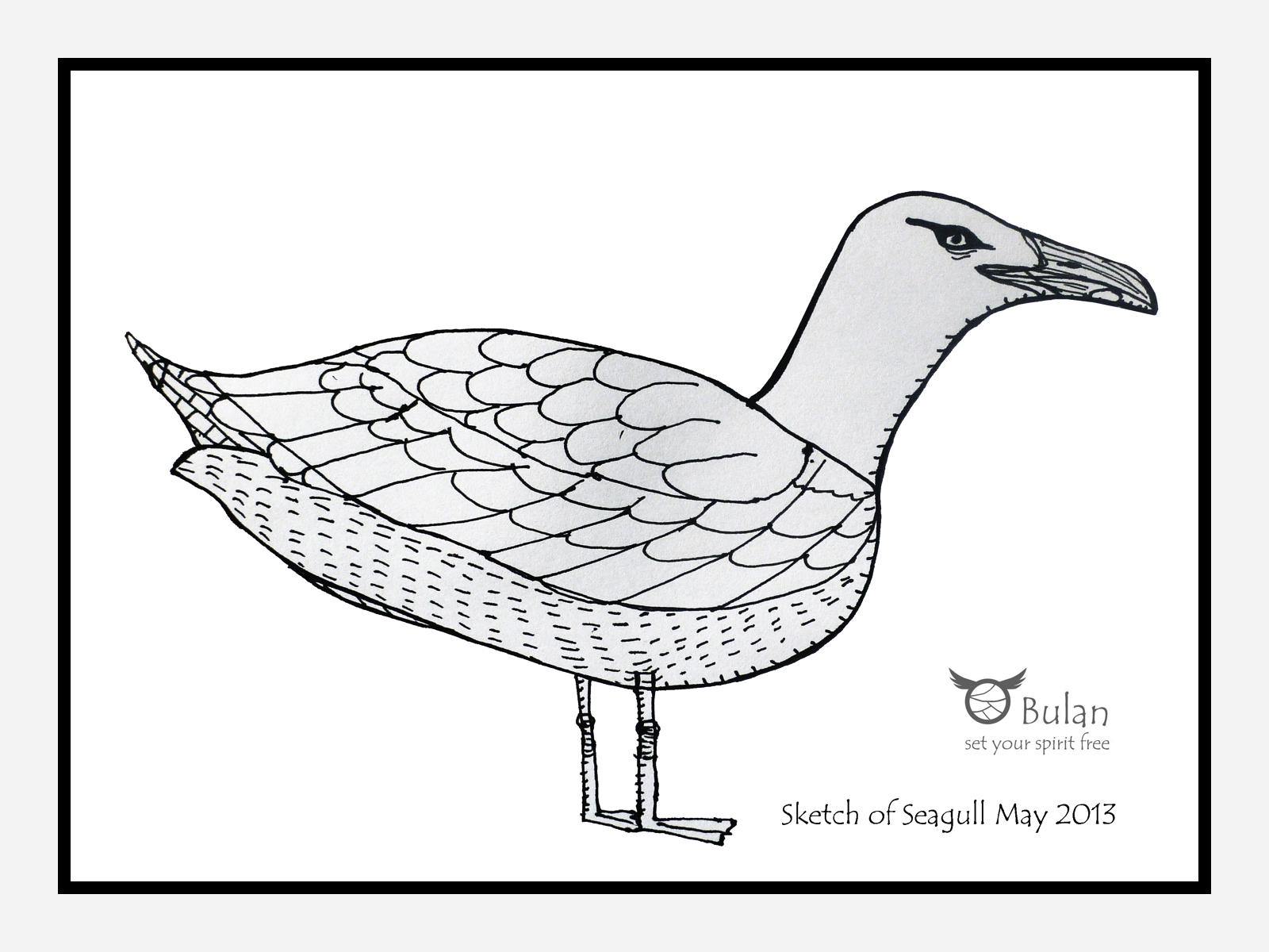 1600x1200 Sketch Of The Day No 37 Stewart The Seagull And The Story Behind - Seagull Sketch