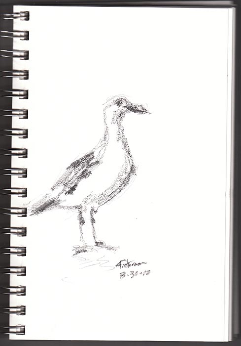 489x700 William Fiesterman One Painting Or Drawing Per Day Sketch Of A - Seagull Sketch