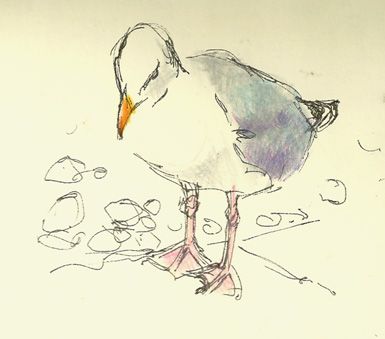 385x339 Paintings Prints And Stuff Seagull, A Quick Sketch With Coloured - Seagull Sketch