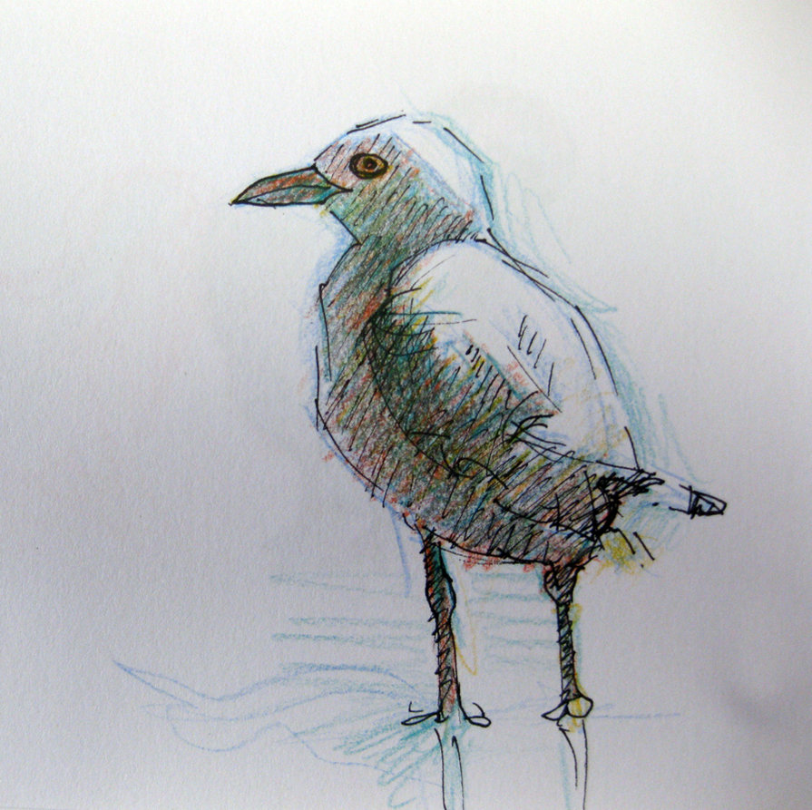 895x893 Seagull Sketch By Karincharlotte - Seagull Sketch
