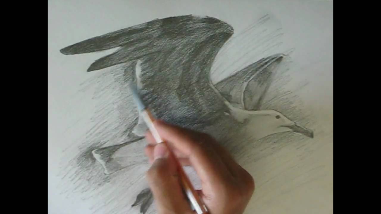 1280x720 Drawing A Seagull - Seagull Sketch