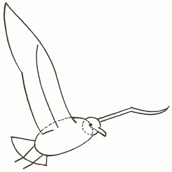 250x250 Exam Guide Online - Seagull Sketch