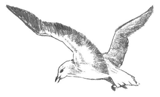 521x315 Flying Seagull Drawing Learn To Draw Drawings - Seagull Sketch