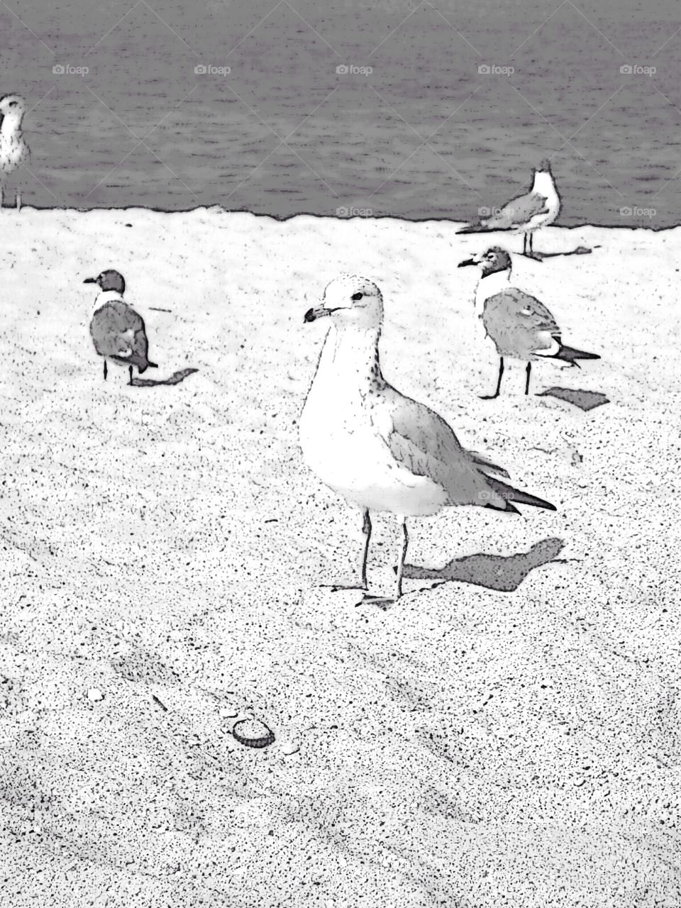 960x1280 Seagull Sketch Stock Photo By Shadowspeak17 - Seagull Sketch