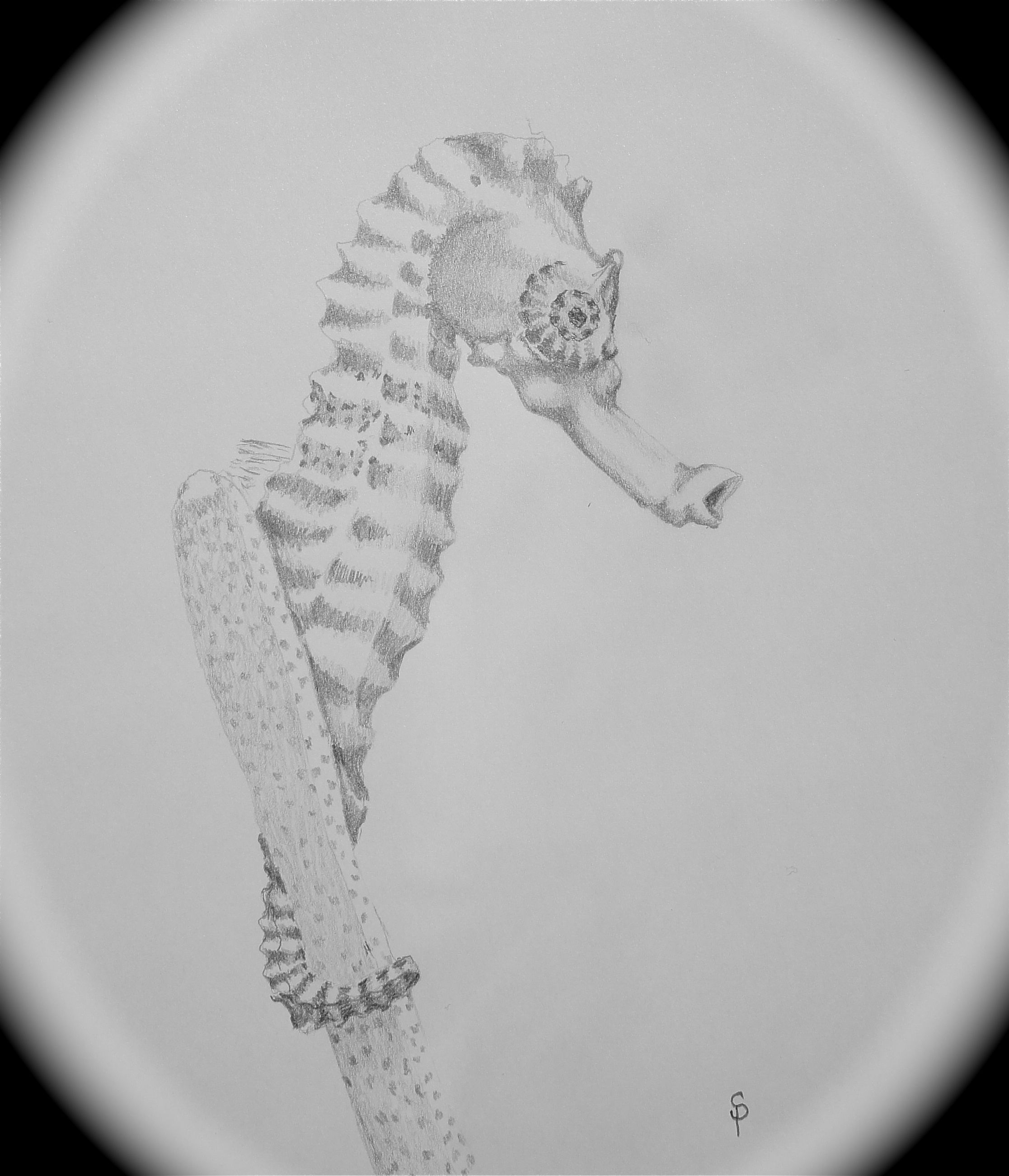 2233x2602 Seahorse Sketch My Daily Creative - Seahorse Sketch