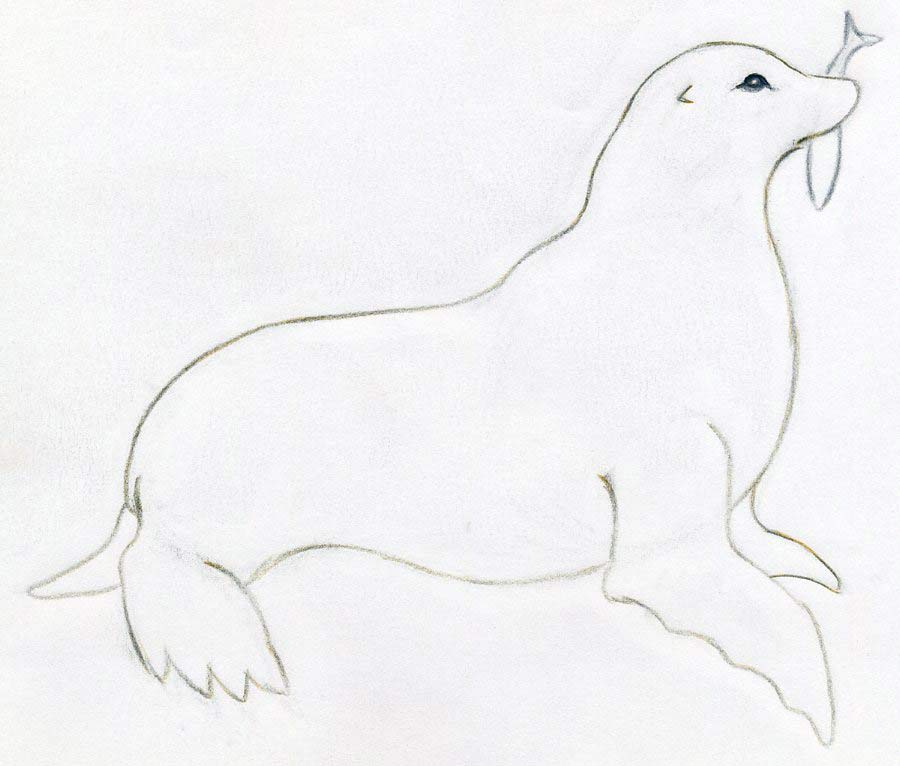 900x766 How To Draw A Seal - Seal Sketch