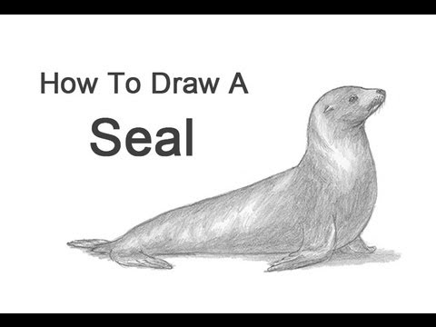 480x360 How To Draw A Seal (Sea Lion) - Seal Sketch