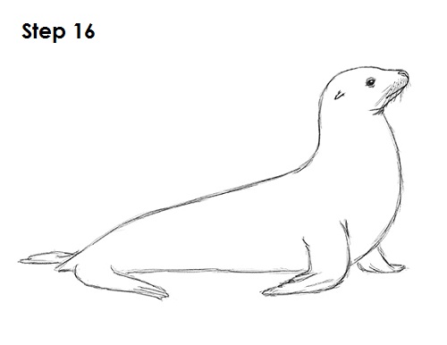 500x386 How To Draw A Seal (Sea Lion) - Seal Sketch