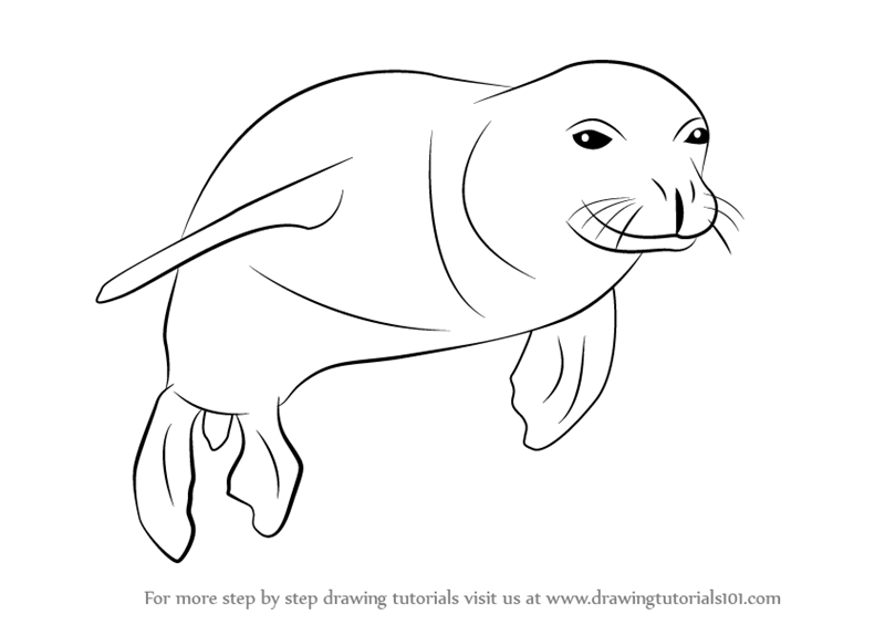 800x565 Learn How To Draw A Hawaiian Monk Seal (Seals) Step By Step - Seal Sketch