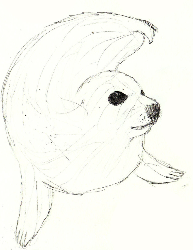 784x1018 Seal Sketch By Bobcat423 - Seal Sketch