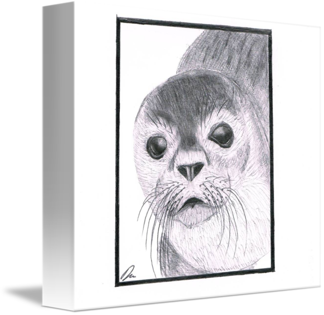 650x632 Seal Sketch By Damian Brown - Seal Sketch