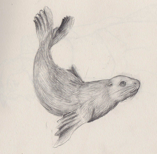 510x500 Seal Sketch By Ki Wolf - Seal Sketch