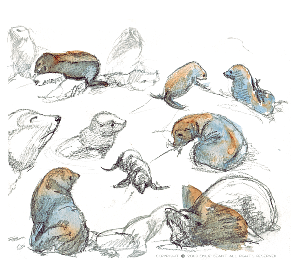 600x538 Seal Sketches Pencil And Watercolor On Paper - Seal Sketch