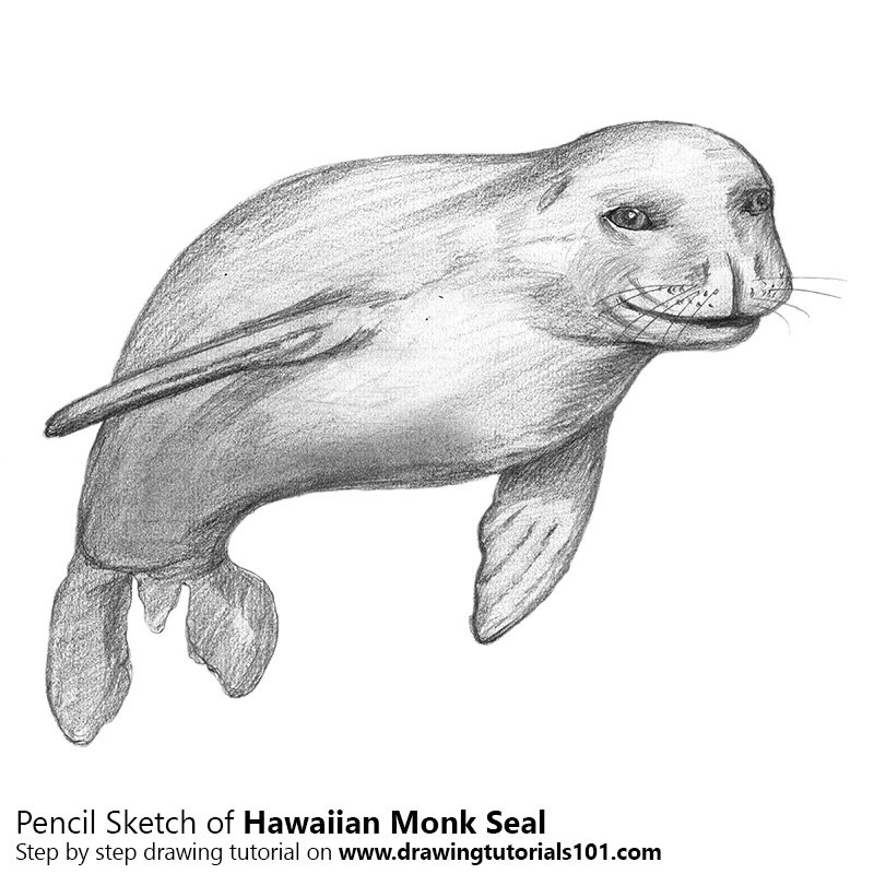 800x800 Hawaiian Monk Seal Pencil Drawing - Seal Sketch