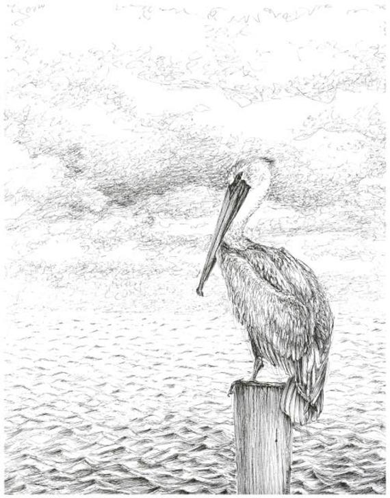 570x727 Pelican Drawing Black And White Seascape Art Print Pen And Etsy - Seascape Sketch