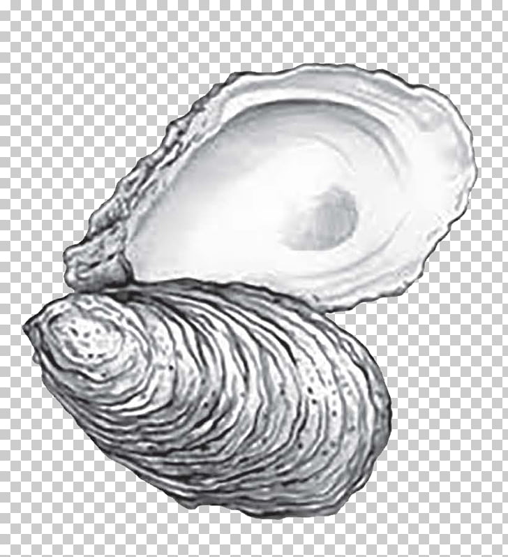 728x798 Eastern Oyster Cape Fear Crew 2018 Annual Oyster Roast Drawing - Seashell Sketch
