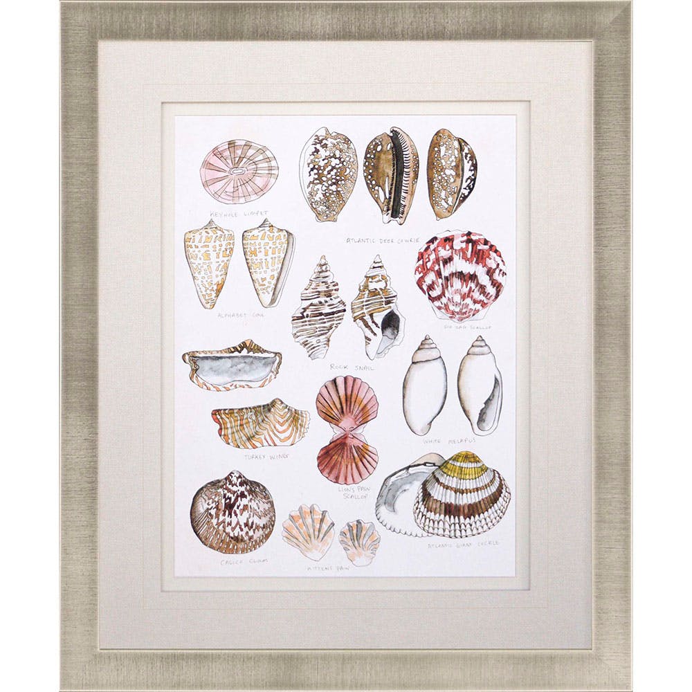 1000x1000 Paragon Accessories Seashell Sketch I 4070 - Seashell Sketch