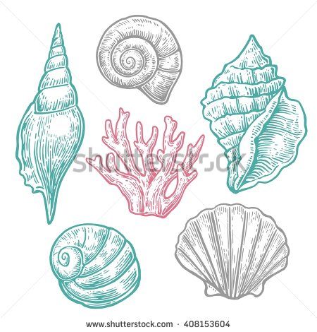 450x470 Sea Shell And Coral. Set Engraving Vintage Vector Illustrations - Seashell Sketch