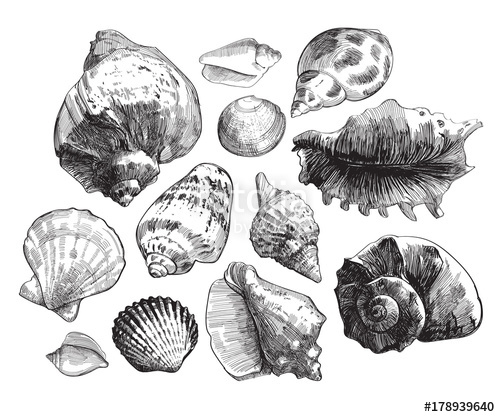500x417 Sea Shells Sketch Set. Black Doodle Seashell Silhouetes Isolated - Seashell Sketch