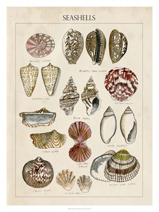 324x432 Seashell Sketch I Fine Art Print By Naomi Mccavitt - Seashell Sketch