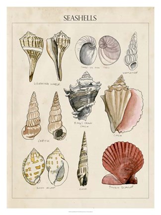 324x432 Seashell Sketch Ii Fine Art Print By Naomi Mccavitt - Seashell Sketch