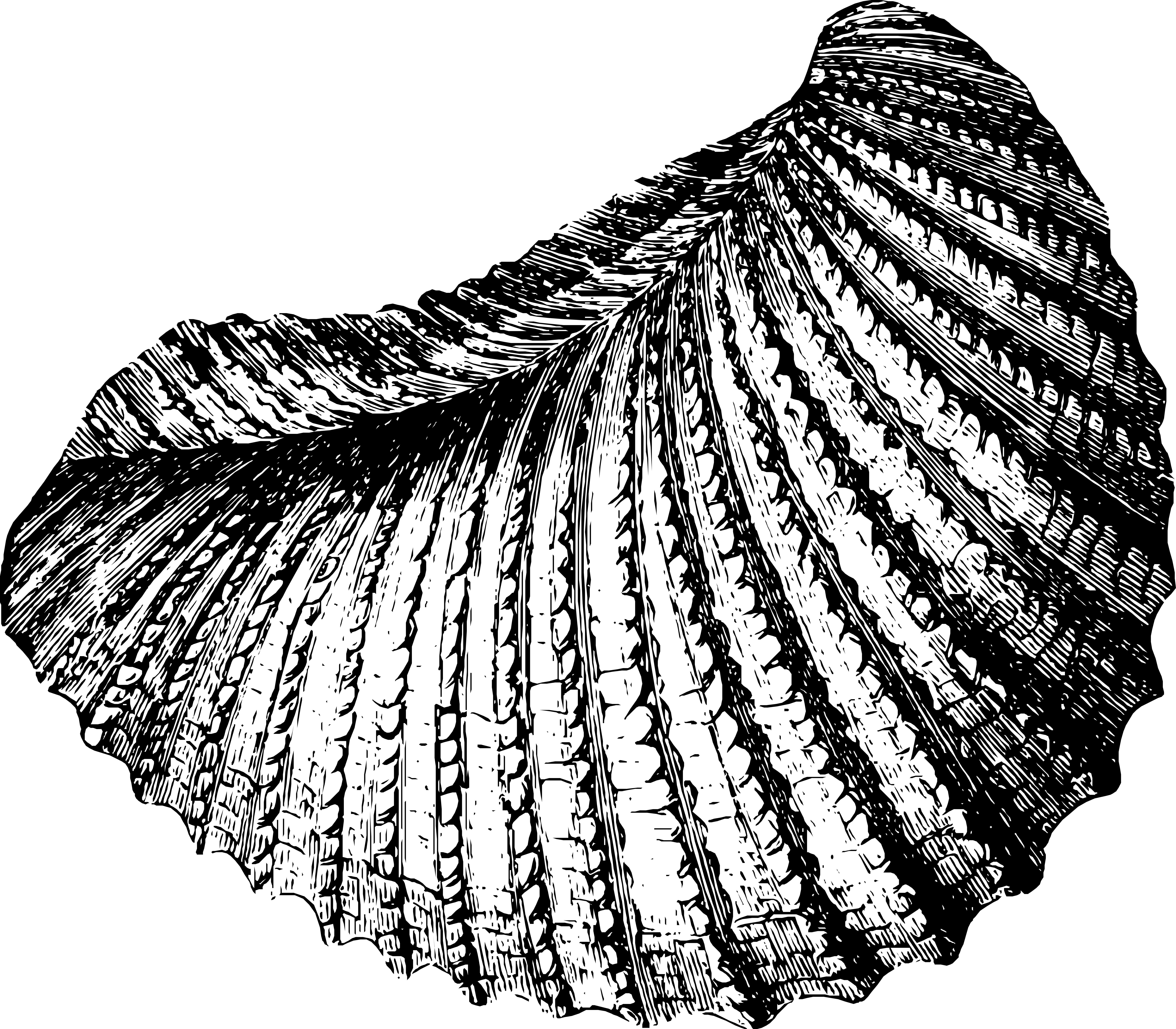 8472x7411 Seashell Sketch With Black Pen - Seashell Sketch