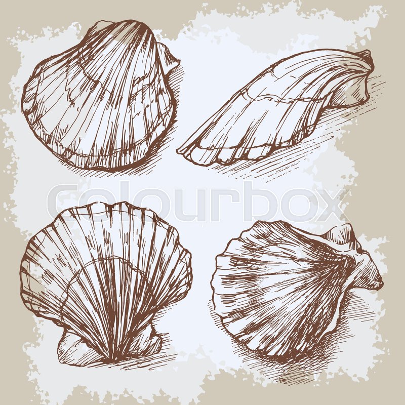 800x800 Seashells Hand Drawn Vector Graphic Vintage Etching Sketch - Seashell Sketch