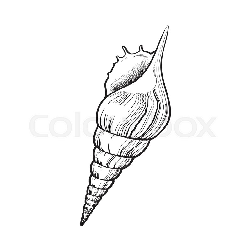 800x800 Spiral Conch Sea Shell, Sketch Style Vector Illustration Isolated - Seashell Sketch