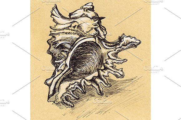 580x386 Vintage Seashell Sketch Ink Line Art By Art By Silmairel On - Seashell Sketch