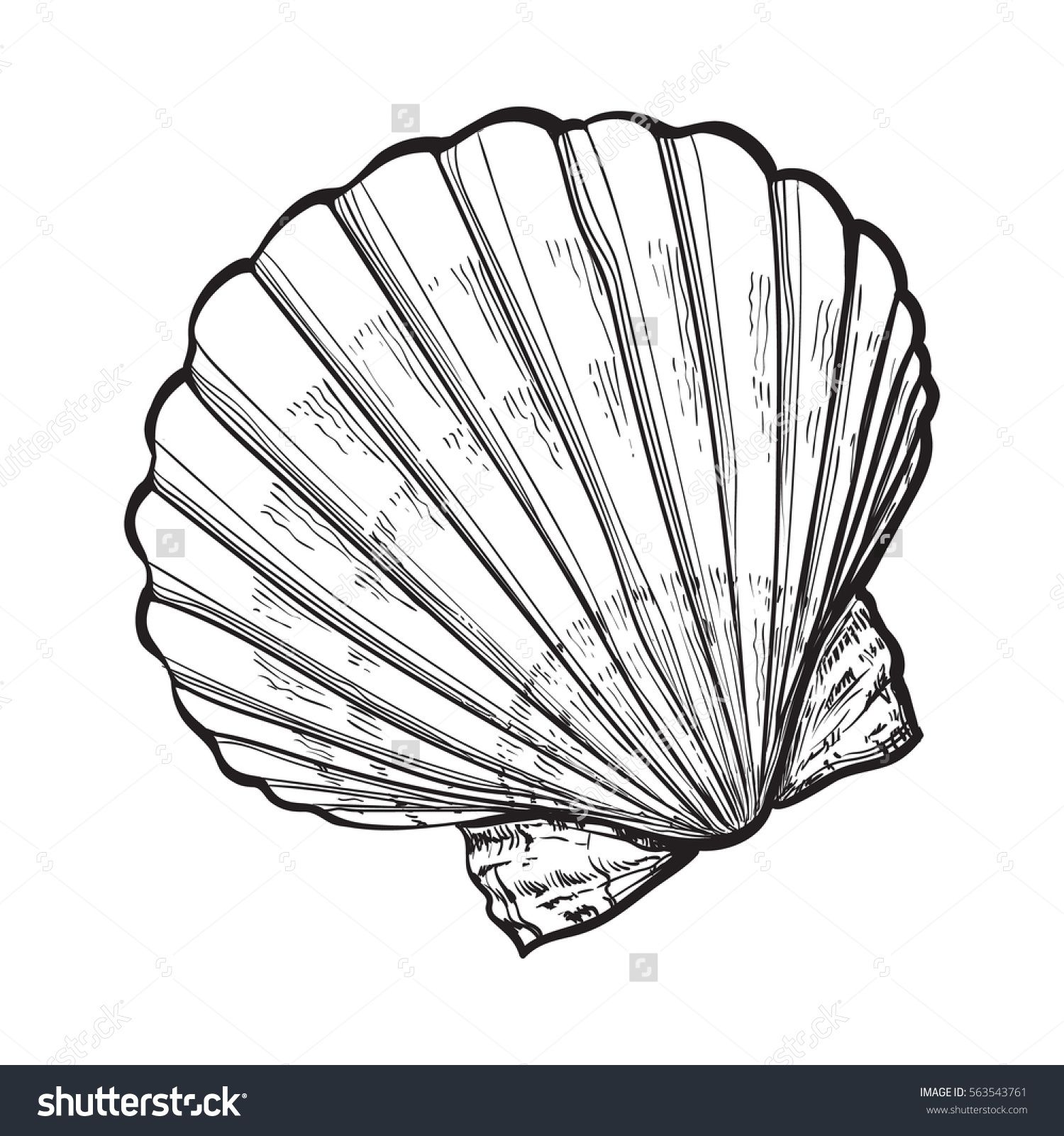 1500x1600 Scallop Sea Shell, Sketch Style Vector Illustration Isolated On - Seashell Sketch