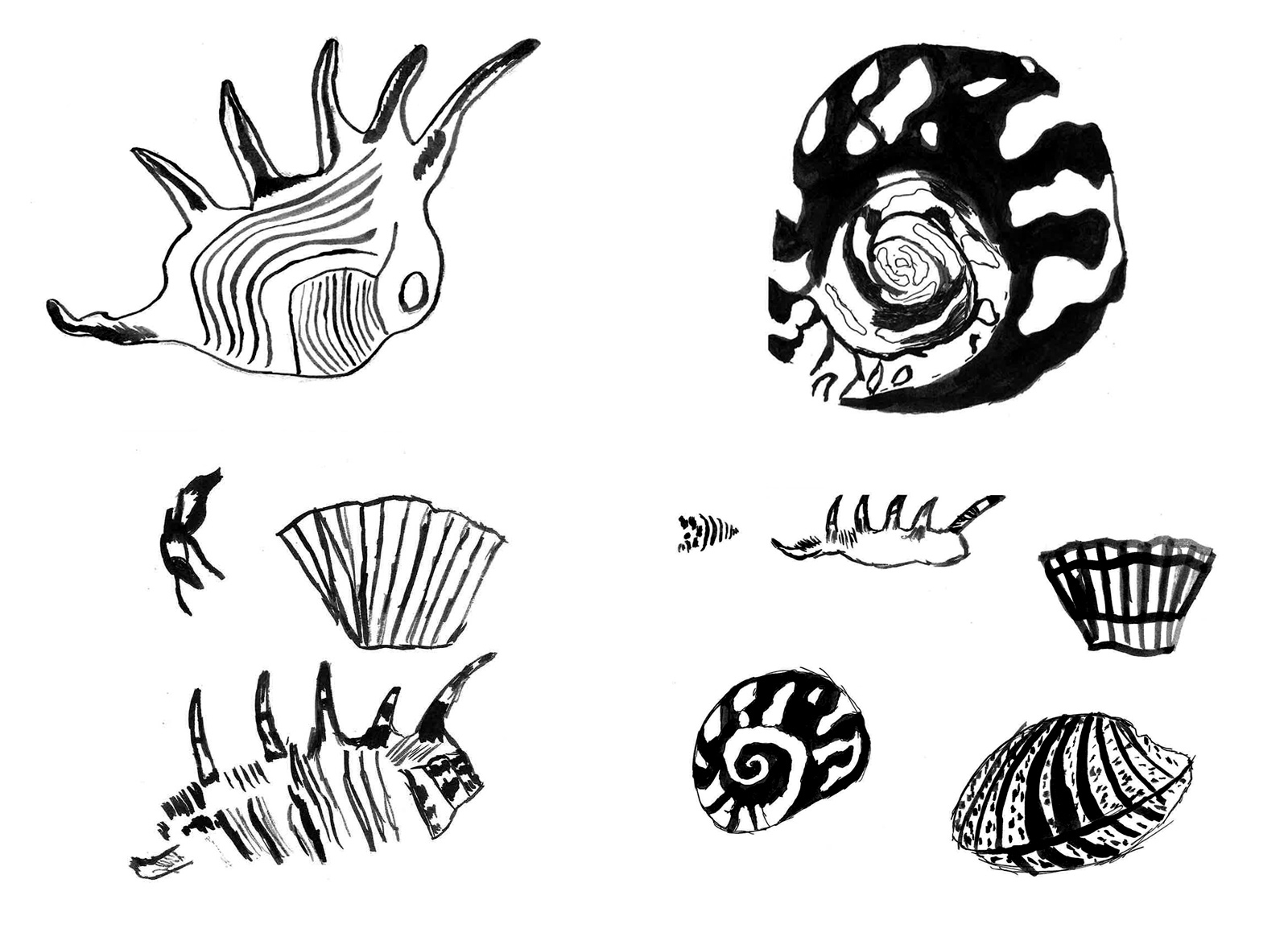 1600x1174 Seashell Sketch 1 - Seashell Sketch