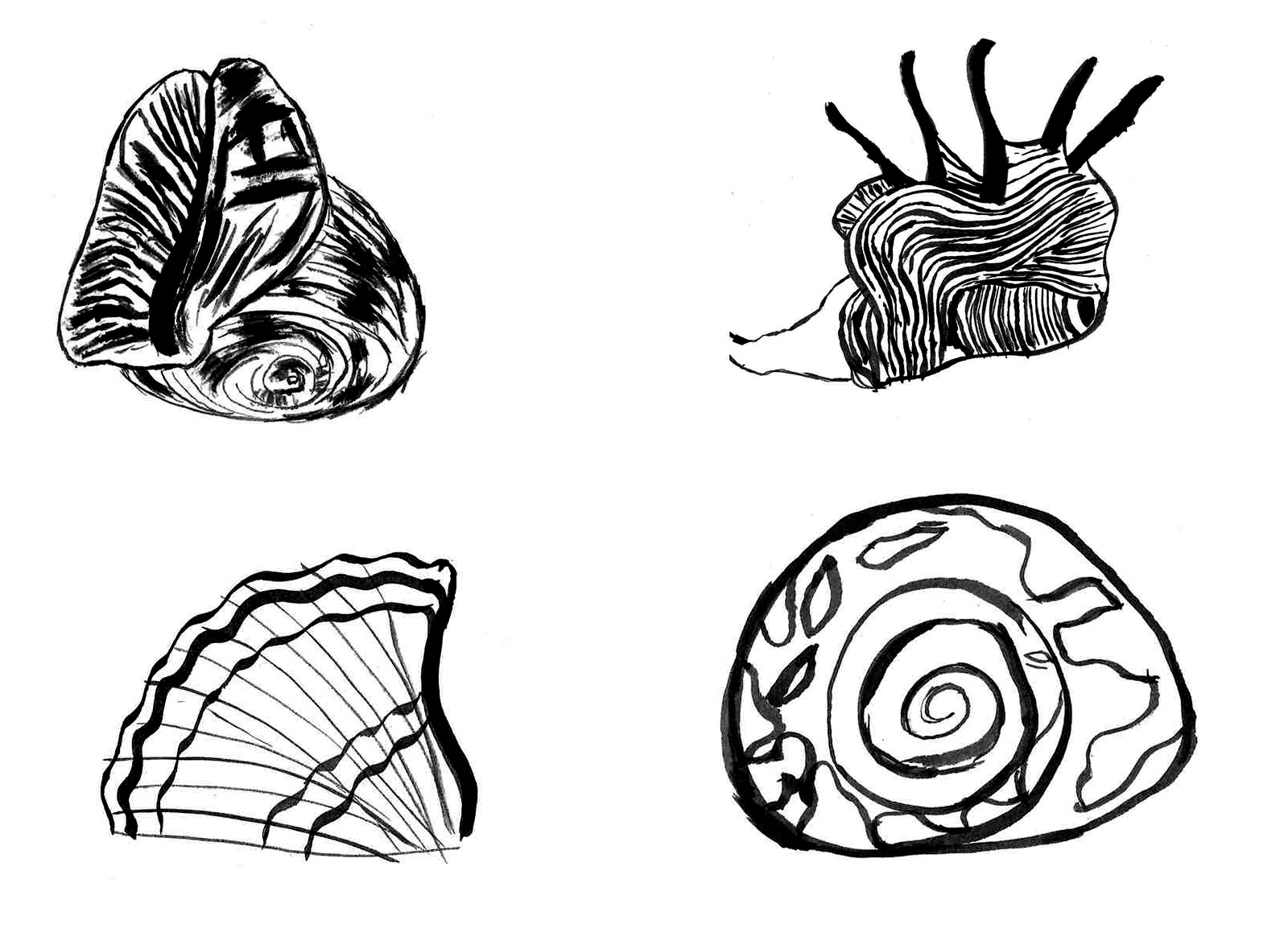 1600x1174 Seashell Sketch 2 - Seashell Sketch